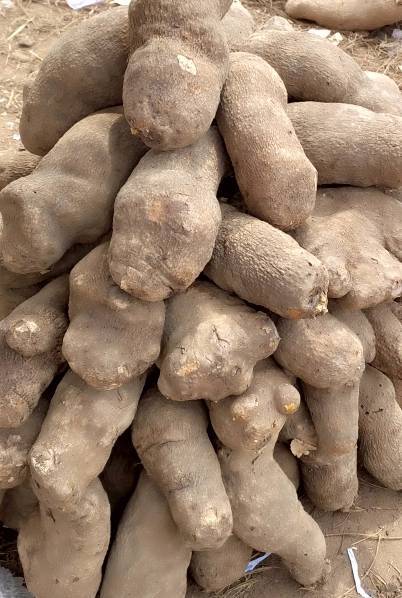 Yam-farming-in-Nigeria - Copy